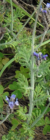 Lavandula multifida leaves