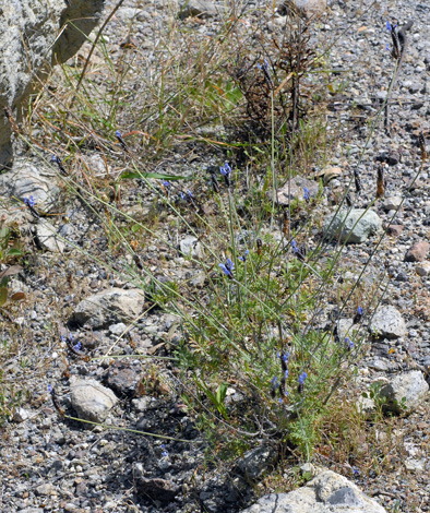 Lavandula multifida whole