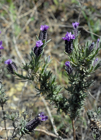 Lvandula stoechas close