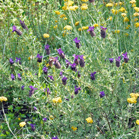 Lvandula stoechas whole