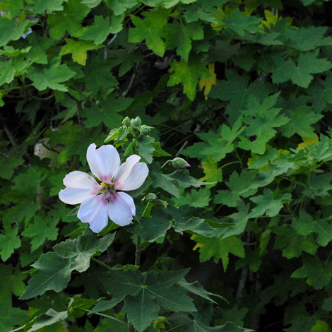 Lavatera acerifolia