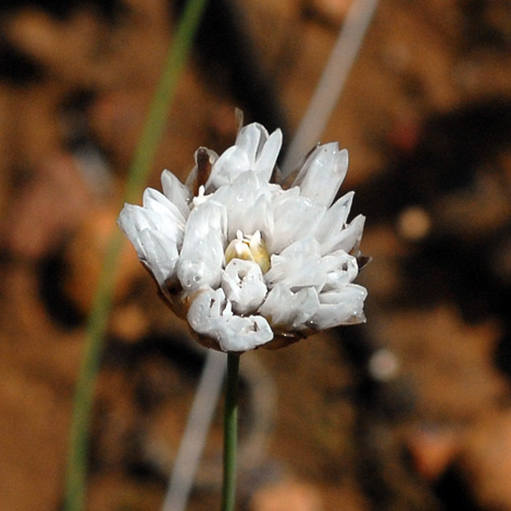 Laxmannia grandiflora close