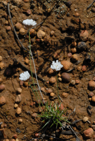 Laxmannia grandiflora whole