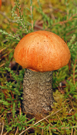 Leccinum aurantiacum close