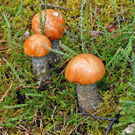 Leccinum aurantiacum whole