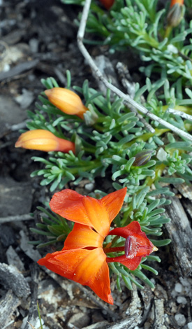 Lecehenaultia formosa close