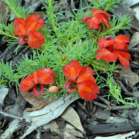 Lecehenaultia formosa whole