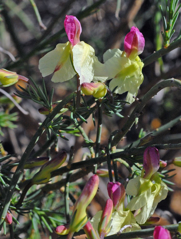 Lechenaultia linarioides close