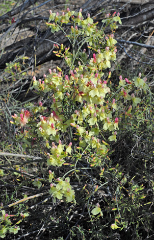 Lechenaultia linarioides whole