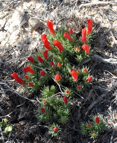 Lechenaultia tubiflora few