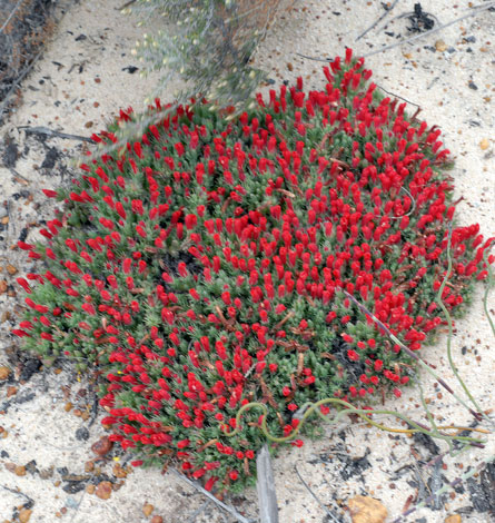 Lechenaultia tubiflora group