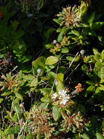 Ledum palustre ssp groenlandicum whole