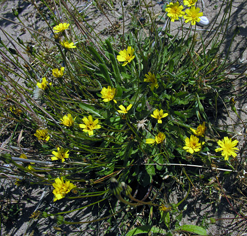 Leontodon saxatilis