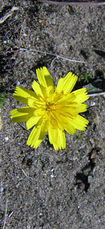 Leontodon saxatilis flower