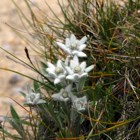 Leontopodium alpinum whole