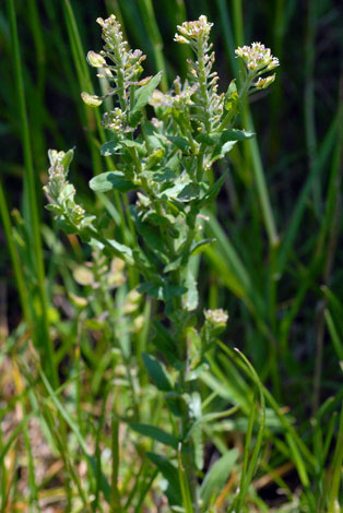 Lepidium campestre