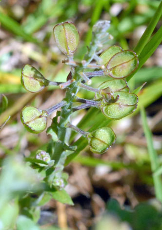 Lepidium campestre