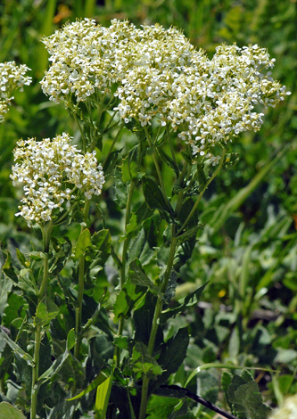 Lepidium draba close