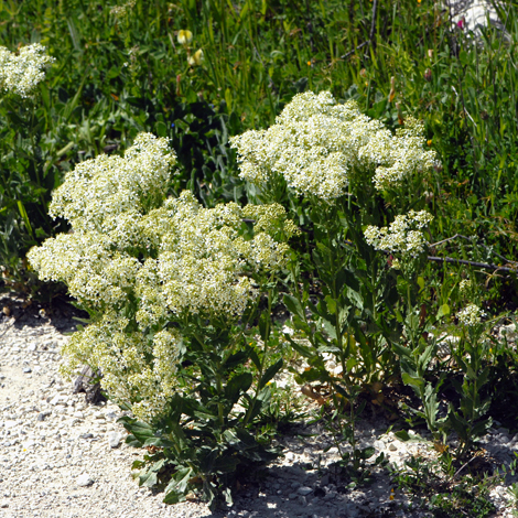 Lepidium draba whole