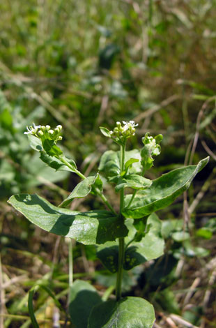 Lepidium draba ssp chalapense