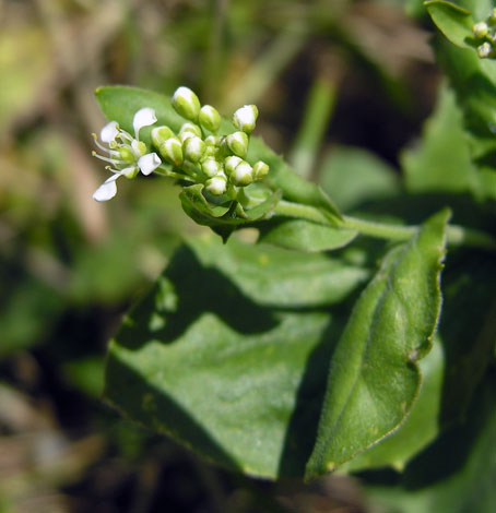 Lepidium draba ssp chalapense close