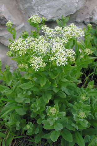 Lepidium draba