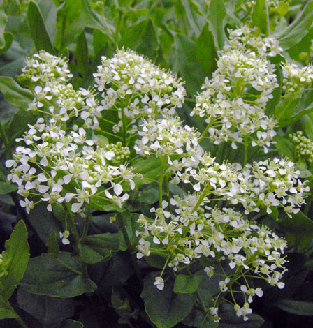 Lepidium draba close