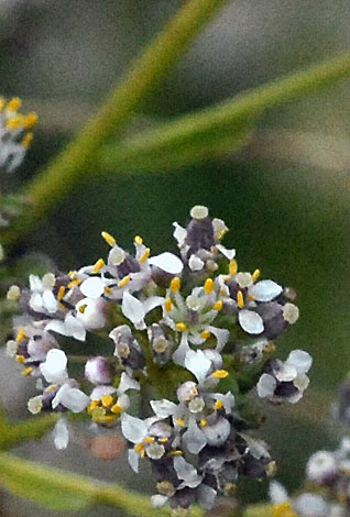 Lepidium latifolium