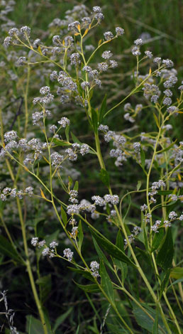 Lepidium latifolium