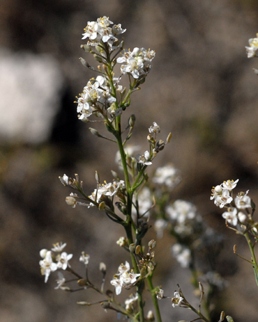 Lepidium subulatum close