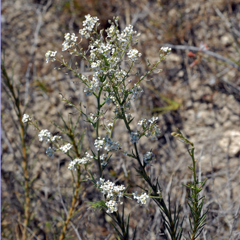 Lepidium subulatum whole