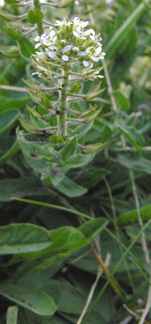 Lepidium heterophyllum close