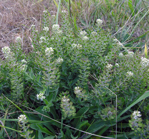 Lepidium heterophyllum whole