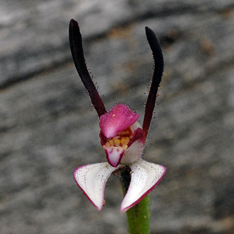 Leptoceras menziesii close