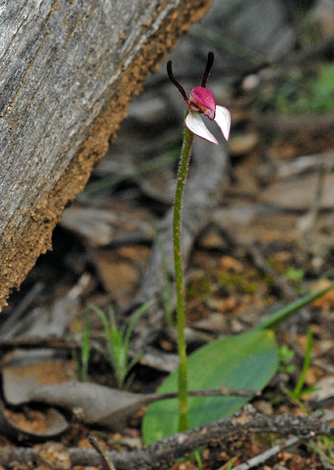 Leptoceras menziesii whole