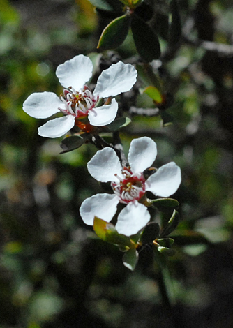 Leptospermum erubescens close