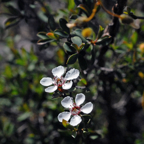 Leptospermum erubescens whole