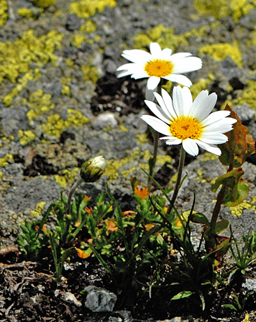 Leucanthemopsis alpina close