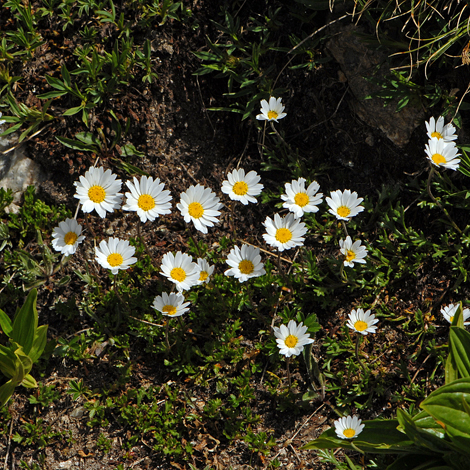 Leucanthemopsis alpina whole