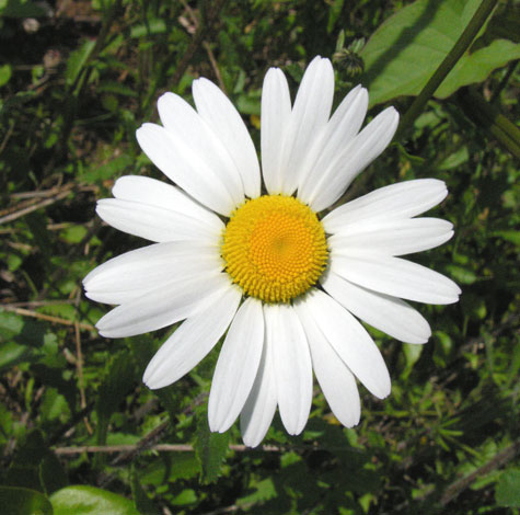 Leucantheum vulgare