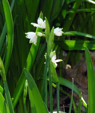 Leucojum aestivum