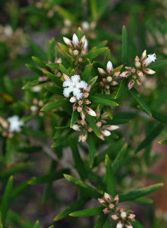 Leucopogon capitellatus close