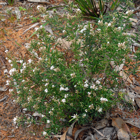 Leucopogon capitellatus whole