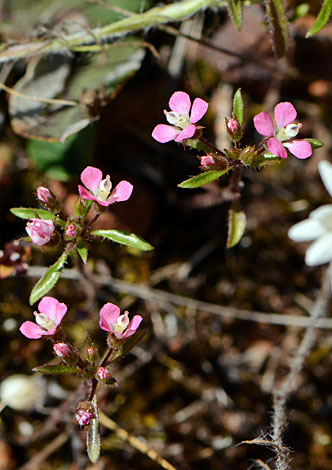 Levenhookia stipitata close