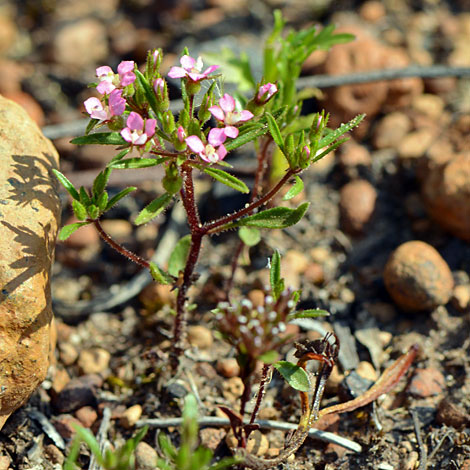 Levenhookia stipitata whole