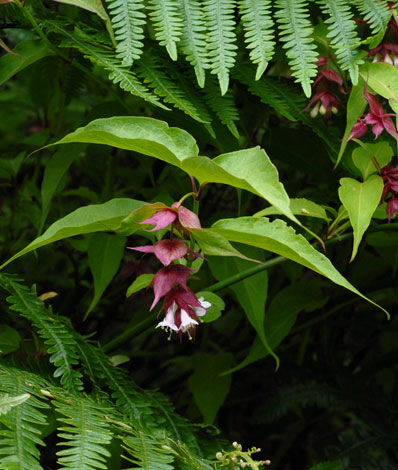 Leycesteria formosa close