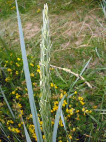 Leymus arenearius flower