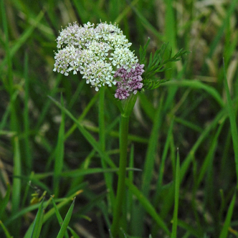 Ligusticum mutellina whole