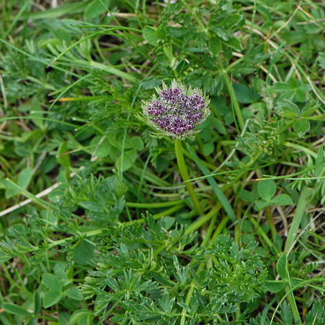 Ligusticum mutellinoides whole