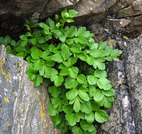 Ligusticum scoticum young plant